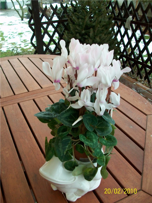 ciklama- lat. cyclamen persicum 